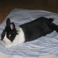 Photo de profil de Ficelle