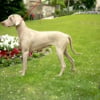 Photo de Lola, Braque de Weimar