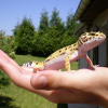 Photo de Jemy, Lézard