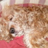 Photo de Dona