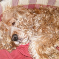 Photo de profil de Dona