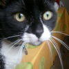 Photo de Tigrou