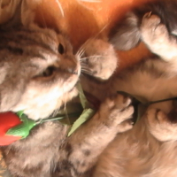 Photo de profil de Venus