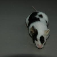 Photo de profil de Jude