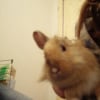 Photo de Praline