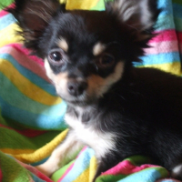 Photo de profil de Kitou
