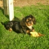 Photo de Gypsy.