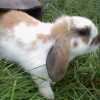 Photo de Ponpon