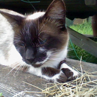 Photo de profil de Anis