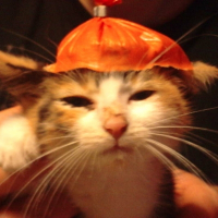Photo de profil de Vodka