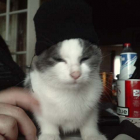 Photo de profil de Tequila