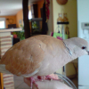 Photo de Kiwi