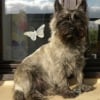 Photo de Vanille