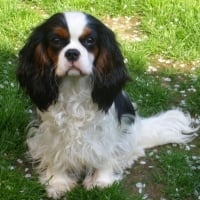 Photo de profil de Doll of dream