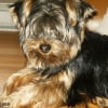 Photo de Tchoupie