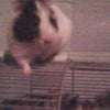 Photo de Panda, Hamster