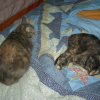 Photo de Croquette et luna