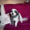 Photo de Lucky
