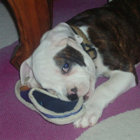 Photo de profil de Dora