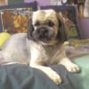 Photo de Amadeus