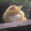Photo de Caramel