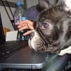 Photo de Sophocle