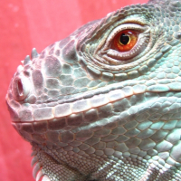 Photo de profil de Ricoo