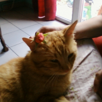 Photo de profil de Caramel