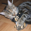 Photo de Chaussette