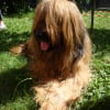 Photo de Billou, Berger de Brie