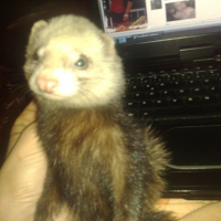 Photo de profil de Fifi