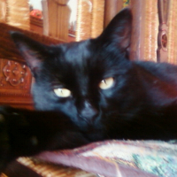 Photo de profil de Chiper