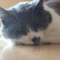 Photo de profil de Raïa