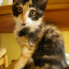 Photo de Nala