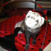 Photo de Taz, Furet