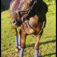 Photo de profil de Galopeuse