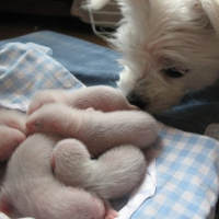 Photo de profil de Chipie