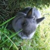 Photo de Panpan
