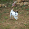 Photo de Lucky, Lapin