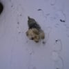Photo de Frisette