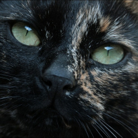 Photo de profil de Coraya
