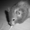 Photo de Miette
