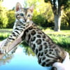 Photo de Leocats apollo, Bengal