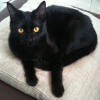 Photo de Ninja