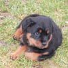 Photo de étna, Rottweiler