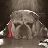 Photo de Marcel, Bulldog Anglais