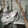 Photo de Pickatchu