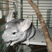 Photo de profil de Pickatchu