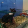 Photo de Lapinette