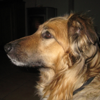 Photo de profil de Pepsie